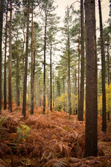 Vibrant Autumn Colors in Irish Forest
