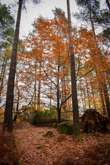 Vibrant Autumn Colors in Irish Forest