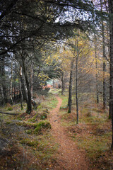 Vibrant Autumn Colors in Irish Forest