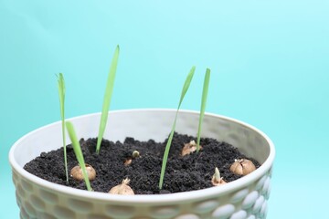 green plant.home seedlings. greens on the windowsill. spring greens. garden tools. home garden. garden and vegetable garden.
