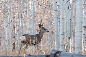 A young mule deer buck stands in a forest of birch trees with late evening light coming from behind.  