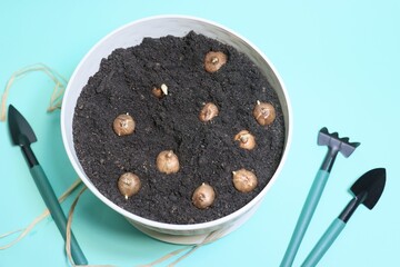 cake with blueberrieshome seedlings. greens on the windowsill. spring greens. garden tools. home garden. garden and vegetable garden..