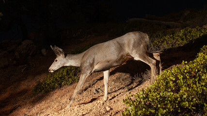Mule deer doe walking down hill at night lit by flash.