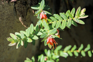 Lemon-scented Darwinia (Darwinia citriodora) in flower, South Australia