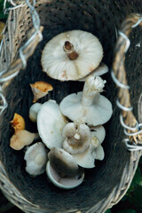 Mushroom harvest in the large Forest. Basket with mushrooms