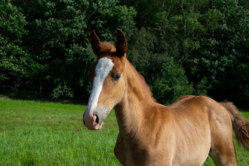 Naklejka premium horse in the field