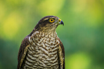 Portrait of hunter. Northern sparrowhawk, Accipiter nisus, in green forest. Beautiful bird with yellow eyes and sharp hooked beak. Bird of prey in wild nature. Habitat Europe, Asia.