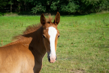 horse in the field