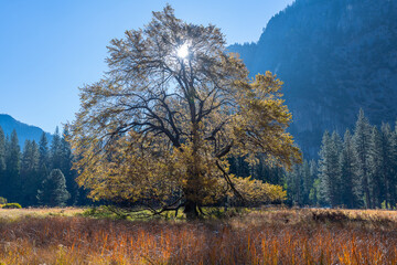 Fototapeta premium Cook's Meadow Sunrise
