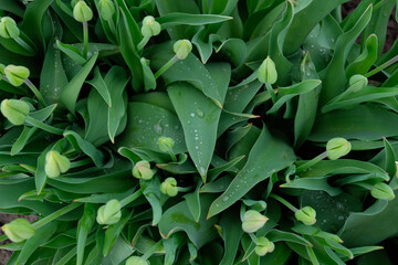Fototapeta na wymiar green leaves baby tulips dew drops