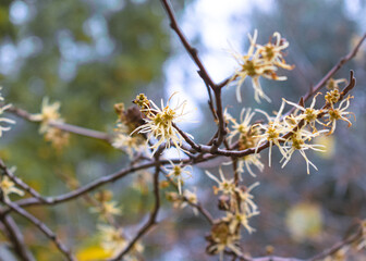 Yellow Witch Hazel