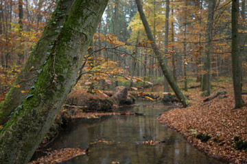 little river in a wood at fall season time