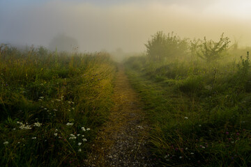 Fototapeta na wymiar morning in the fog