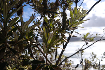 leaves against blue sky