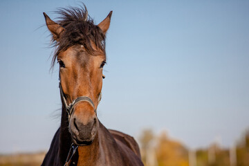 Obraz premium head of a beautiful brown horse against the sky