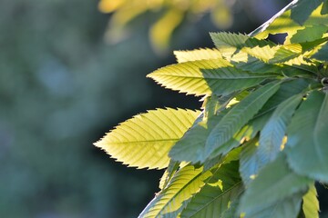 Leaves under the sun in spring                        