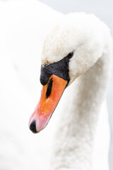 close-up of a white swan head, high key photo