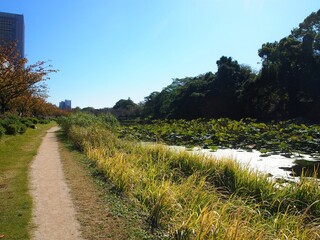 福岡県　福岡城跡のお堀の蓮