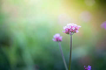 The background image of the colorful flowers