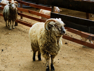 Obraz premium oveja de cuernos raros