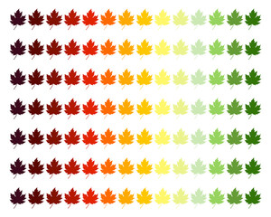 Fall foliage pattern maple leaves