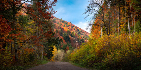 Panorama od autumn carpathian forest with gold and red foliage