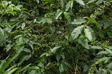 plants in the garden