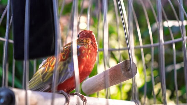 Sun conure parrot in a cage with greenery on the background. Domestic bird. Close up