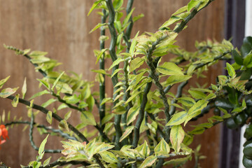 leaves on a fence