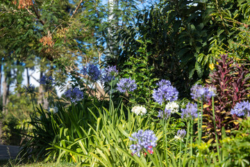 flowers in the forest