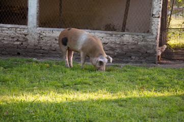 pig on the grass