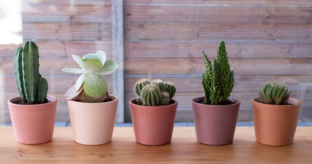 Colourful pots of cactus and succulent plants. The pots are hand painted in Annie Sloan chalk paint and the project was done during Coronavirus lockdown.