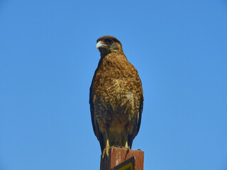 aguila posando en un palo