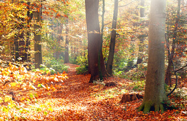 Farbenfroher Herbstwald mit Waldweg im Sonnenlicht
