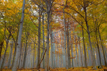 Thick autumn beech forest with vivid color foliage