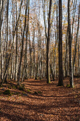 Obraz premium Arboles de otoño en la Fageda d'en Jordà.