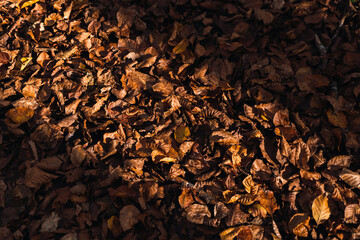 Hojas caídas en pleno bosque.