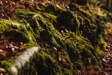 Musgo en medio del bosque. 