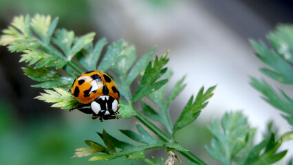 LADYBUG