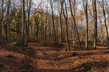 Fototapeta premium Arboles de otoño en la Fageda d'en Jordà.
