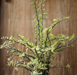 Obraz premium bamboo