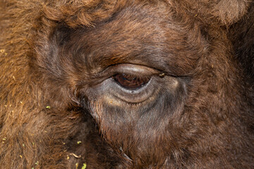 European bison (Bison bonasus), also known as the wisent. Close-up of a bull's eye. © Piotr