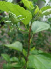 leaves in the garden