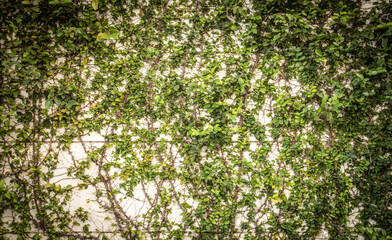 Front and close up shot of green ivy with leaves, branches and roots on the white and cream grunge wall shows the beauty of nature on retro concrete structure. It is an art background with copy space