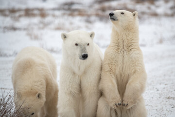 Polar bear family with one standing on it's hind legs, facing away from camera. Taken in Churchill, Manitoba, northern Canada during their migration sea ice