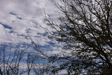 Blue Sky with Puffy White Clouds in the Fall with Dark Trees in the Foreground