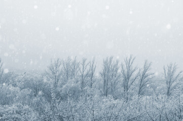 Winter urban frosty landscape - snow covered trees on foggy background, blurred