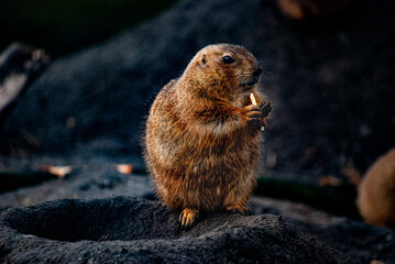 A furry prairie dog enjoys a meal!