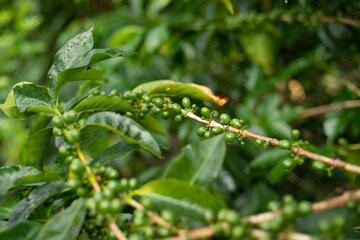 caterpillar on a leaf