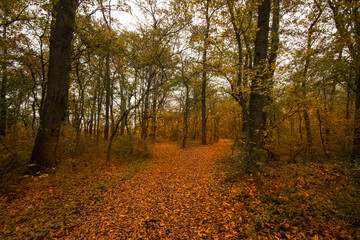 Autumn forest road leaves view. Autumn leaves ground